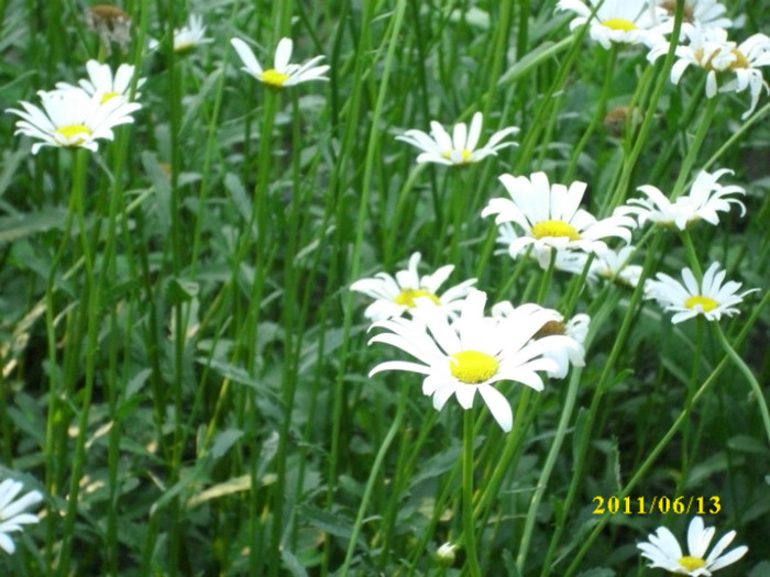 DSCI0338 - 2011 bucuria florilor