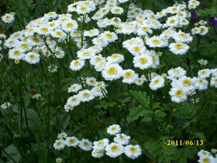 DSCI0339 - 2011 bucuria florilor