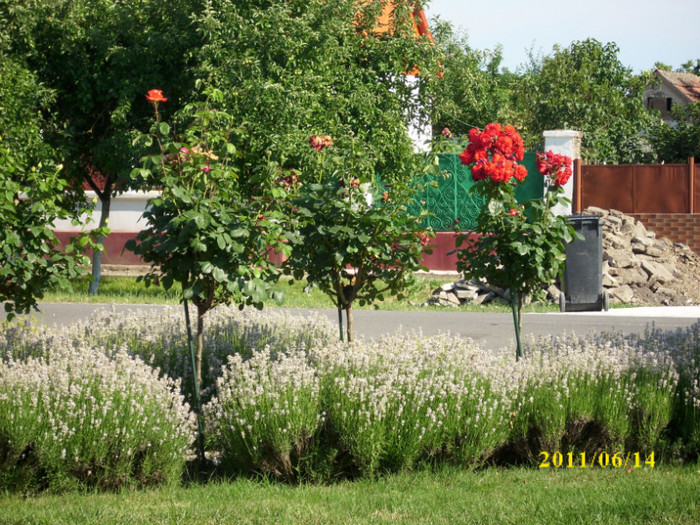 tufe de lavanda - 2011 bucuria florilor