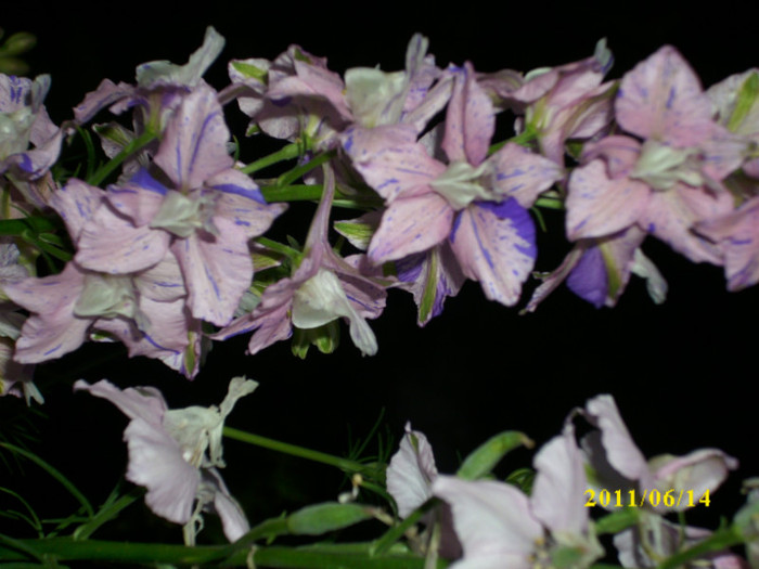 delphinium vargat - 2011 bucuria florilor
