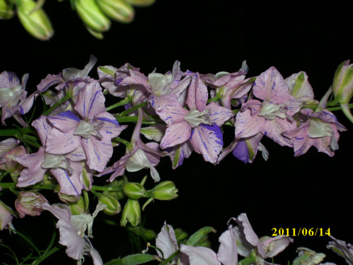 DSCI0494 - 2011 bucuria florilor