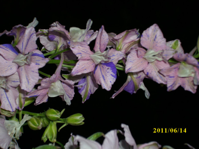 DSCI0496 - 2011 bucuria florilor