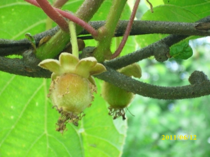 DSCI0299 - 2011 fructe de kiwi
