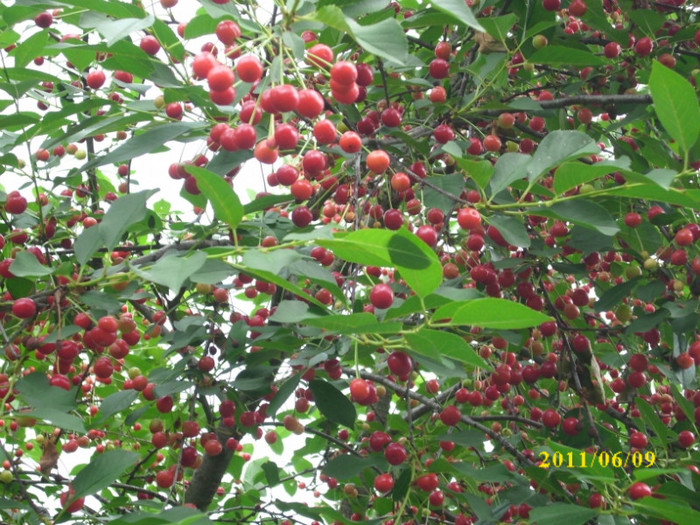 DSCI0063 - 2011 din fructele verii
