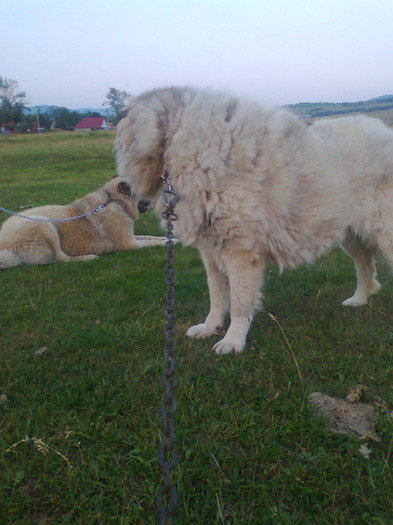 azi la 2 ani,, LEU ".2011 - 1-a---- Paznicii mei Caucazian  si --- FEMELA  KANGAL--- catelusi kangal -VANDUTI