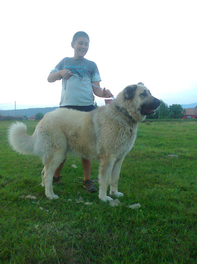 fem.de kangal tinuta impecabila - 1-a---- Paznicii mei Caucazian  si --- FEMELA  KANGAL--- catelusi kangal -VANDUTI