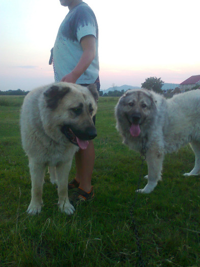 Fotografie0162 - 1-a---- Paznicii mei Caucazian  si --- FEMELA  KANGAL--- catelusi kangal -VANDUTI