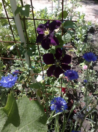 50 - Clematis
