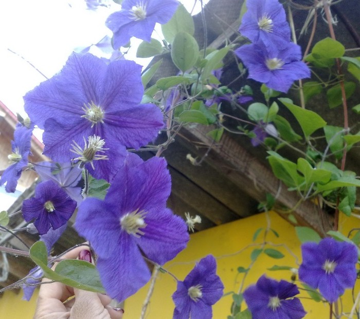 pe  aceasta o am de multi ani - Clematis