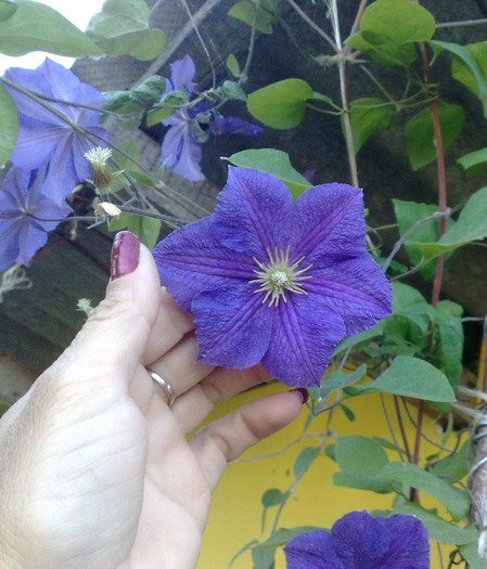 o fi Jakmanii - Clematis