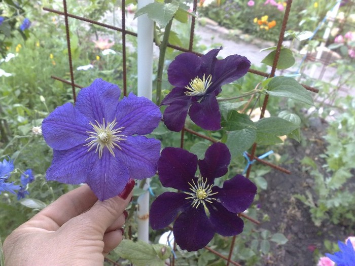 84 - Clematis