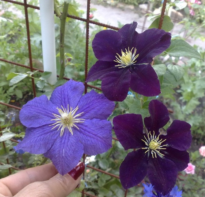 87 - Clematis