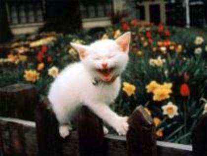 HRVMIJTORESSOCXVAMK - pisici