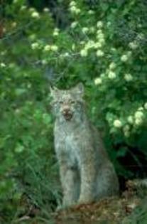 LYOQUBKKABFSKDHEWHY - pisici