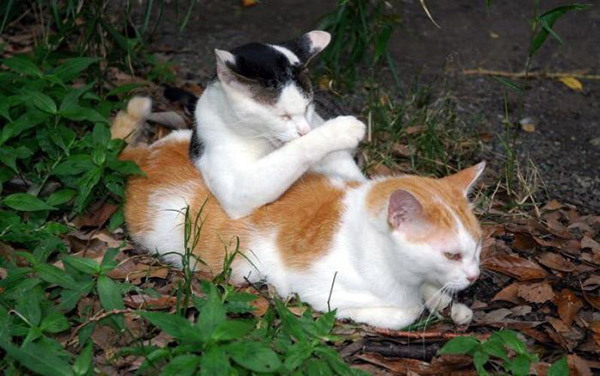 poze-cu-pisici-haioase-2-02 - pisici