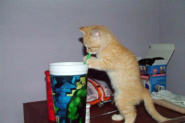 poze-cu-pisici-haioase-2-12