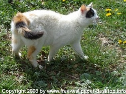 poze-pisici-sipisicute003