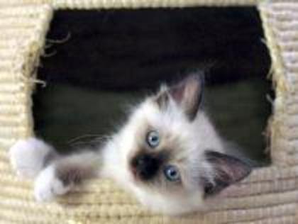 QTMUGHUPLSUAZFLQTPC - pisici