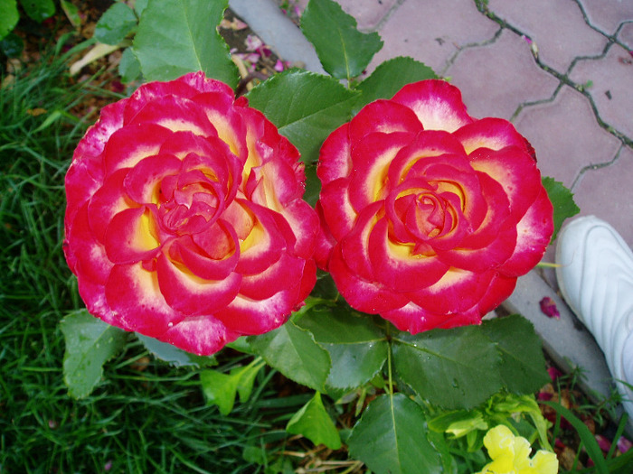 P1010102 - Flori Mai - Iunie 2011
