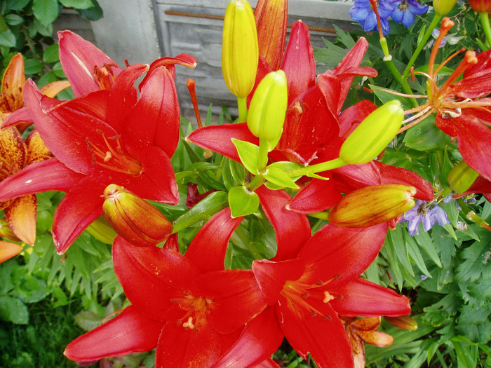 P1010098 - Flori Mai - Iunie 2011