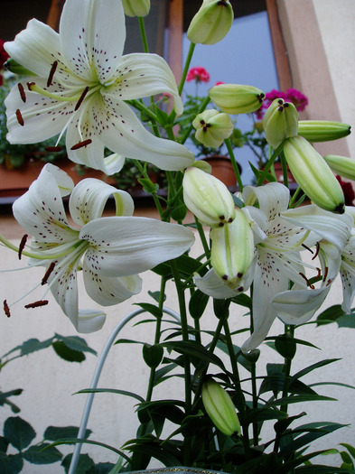 P1010101 - Flori Mai - Iunie 2011