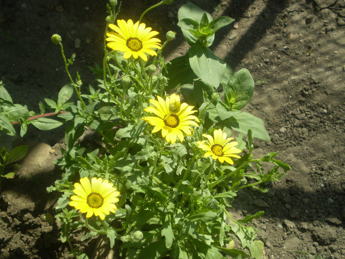 P6070005 - 06 LUNA IUNIE 2011