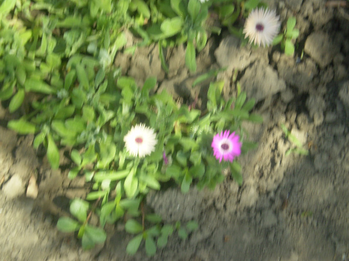 P6070011; floare cristal
