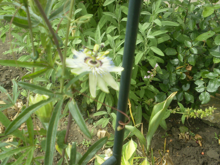 P6090029; passiflora
