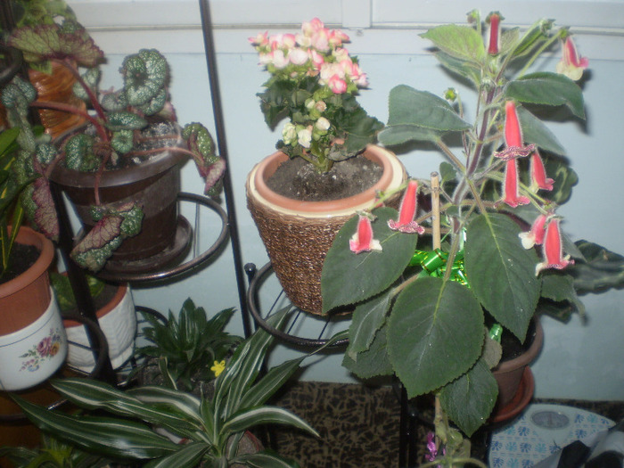 P6100034; begonii si koleria
