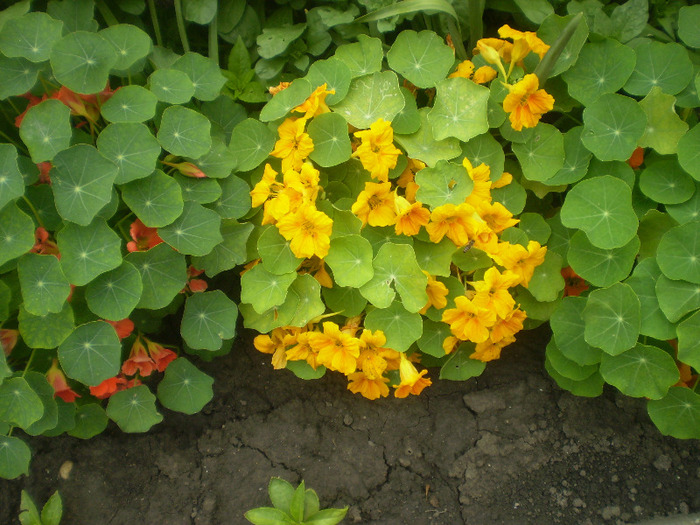 P6100036; tropaeolum majus
