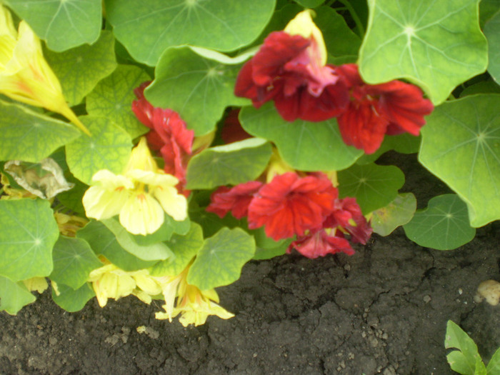 P6100037; tropaeolum majus
