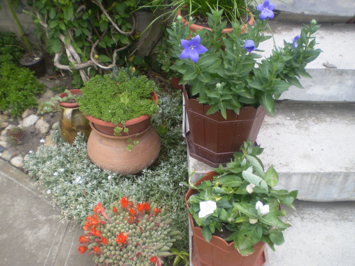 P6110053; platyicodon  mov,alb si roz
