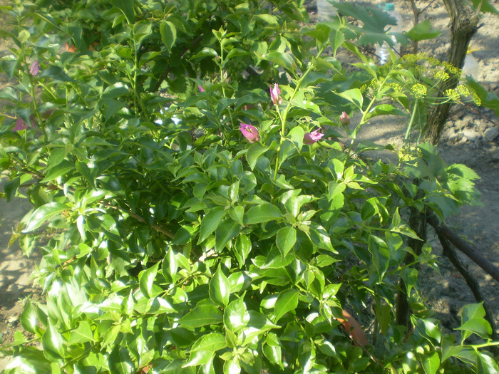 P6170059; bougainvillea
