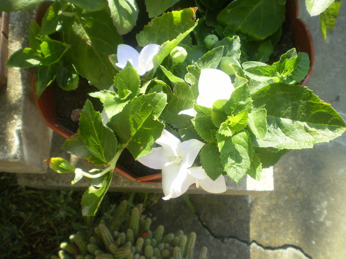 P6170060; platycodon  alb(am pierdut-o)
