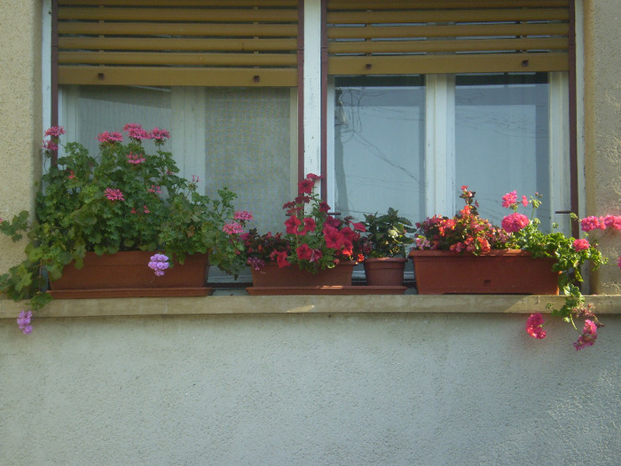 P6170066; muscate si petunii
