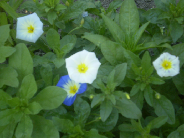 P6170067; zorele pitice
