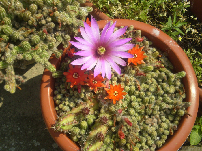 P6180070 - 06 LUNA IUNIE 2011