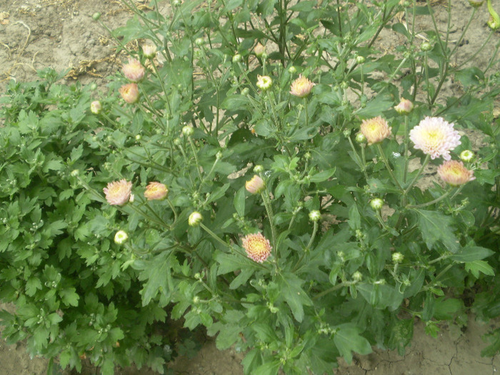 P6190077; crizanteme
