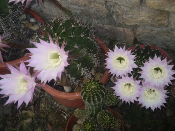 P6190084; cactusi
