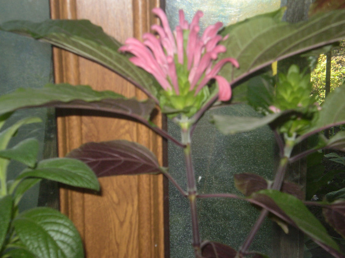 P6190090; justitia carnea
