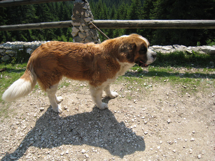 CABANA CURMATURA-ZARNESTI 18-06-2011 032