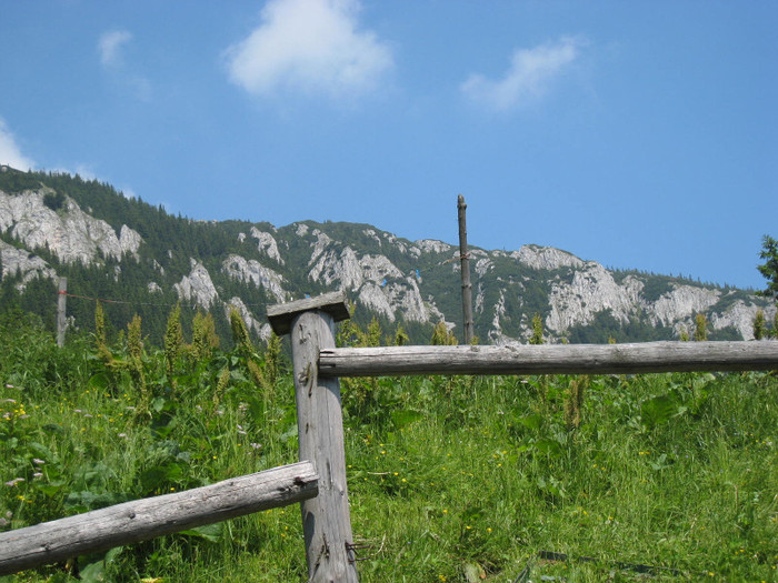 CABANA CURMATURA-ZARNESTI 18-06-2011 038