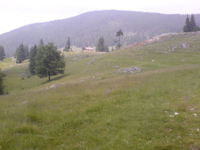 DSC00176 - ZARNESTI _CABANA CURMATURA 18-06-2011