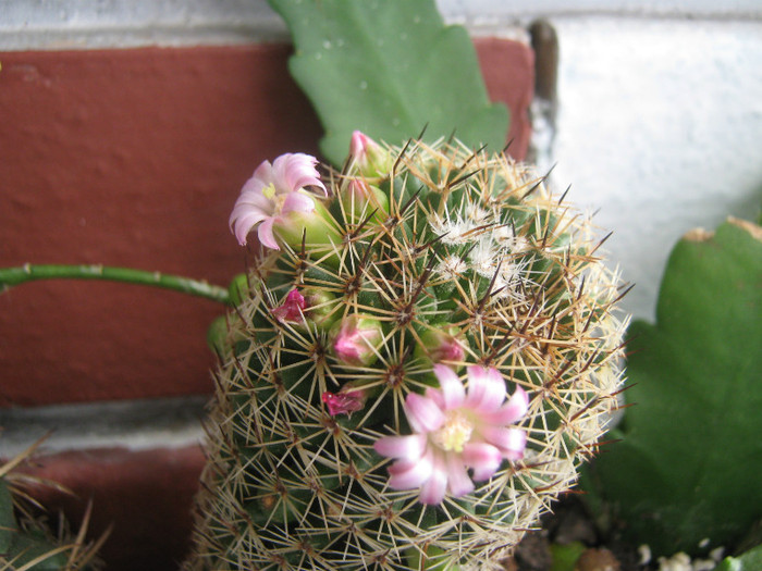 Picture 1785 - cactusi