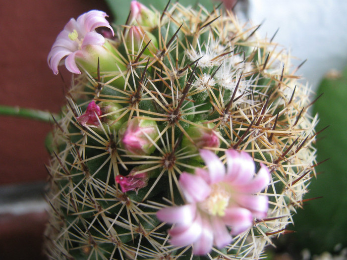 Picture 1786 - cactusi