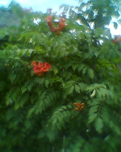 Fotogr.0431