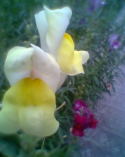 gurita leului
