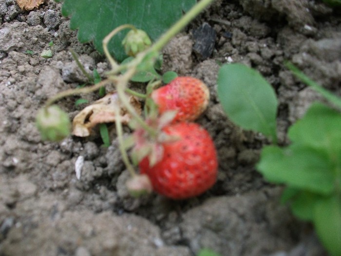 capsuni - fructe din gradina-iunie