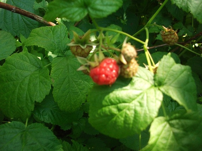 zmeura - fructe din gradina-iunie