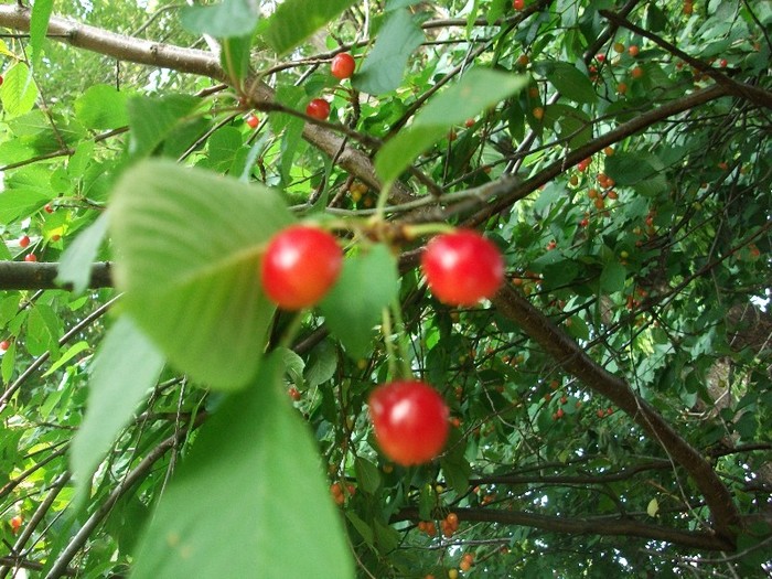 cirese - fructe din gradina-iunie